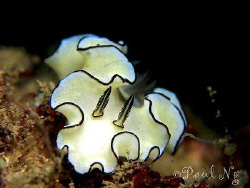 Nudi by Paul Ng 